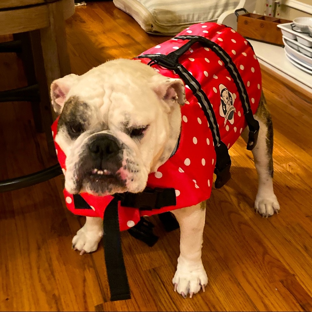 Dog Life Jacket